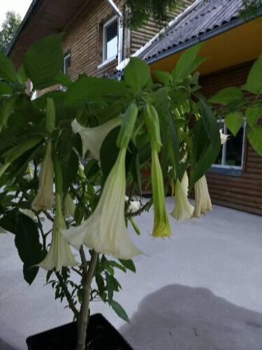 Kryzbarkas kaimo turizmo sodybos